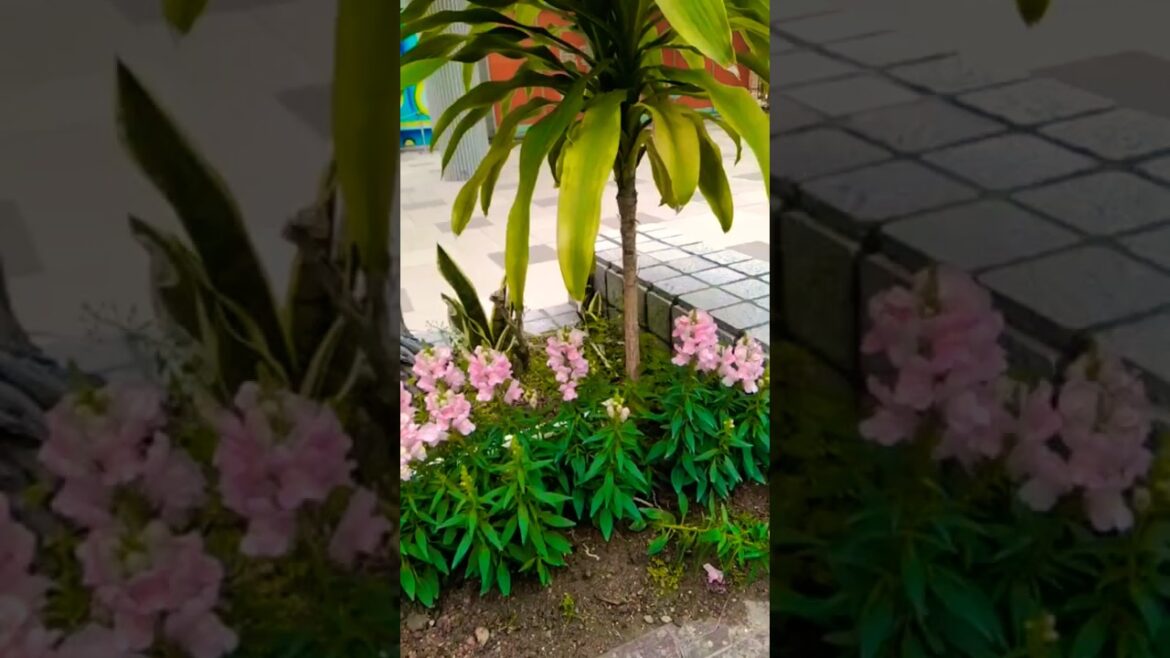 small garden growing flowers | flowers #nature #flower #short #satisfying small garden growing flowers | flowers #nature #flower #short #satisfying