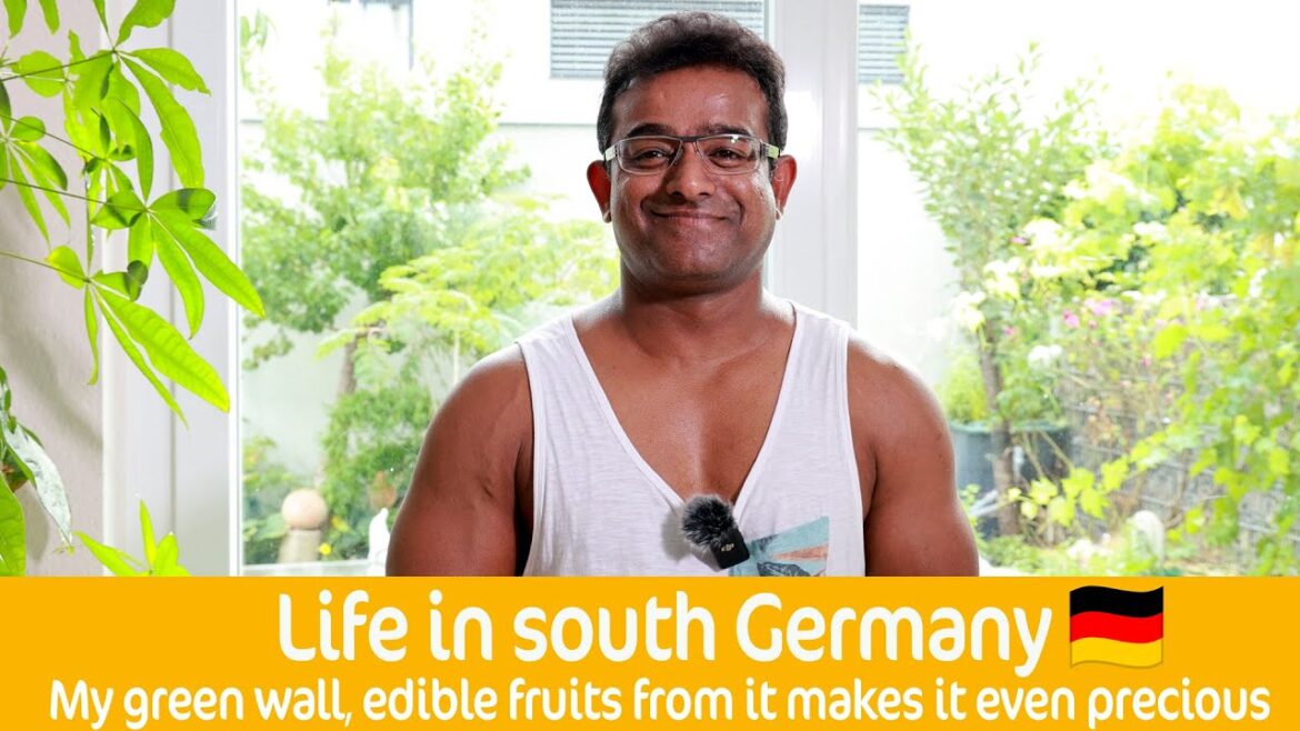 Life in south Germany – My green wall🍃 Edible fruits from it makes it even precious 🌿 🍇