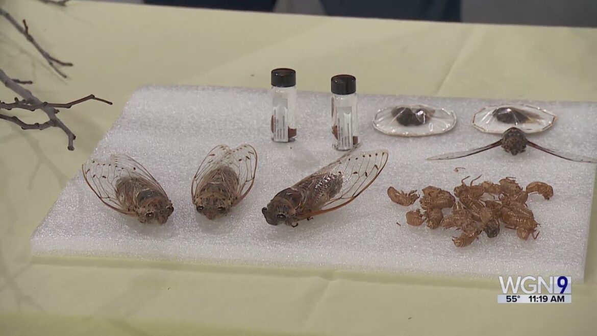 The Gardener's Toolbox: Cicada 101