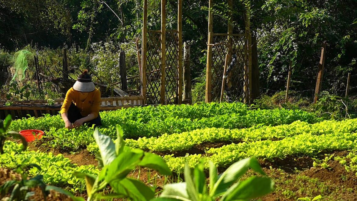 Gardening, Growing Flowers, Harvesting Eggs and Vegetables, Cooking | EP. 15