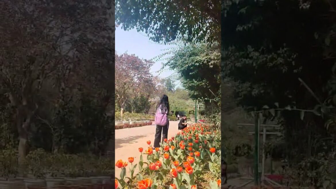 #3 Mini Vlog | Part-1📍Lodhi Garden❤️Delhi Tour 😍| Priya Moj Masti | #shorts #minivlog #trend #viral