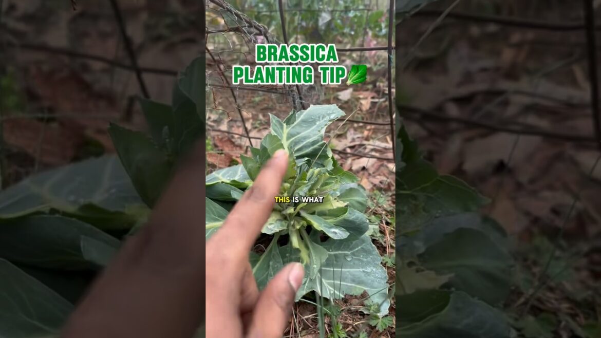 🥬 COVER YOUR GREENS (Brassicas) | #gardeningvideos #vegetablegarden