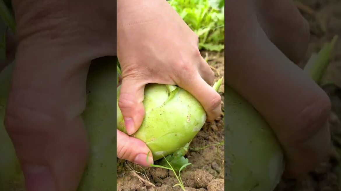 From City Life to Countryside Bliss: My Bountiful Harvest in the Dream Garden