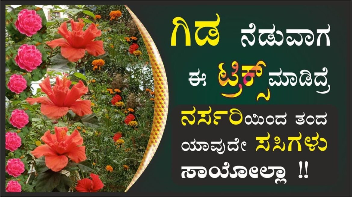 ಗಿಡ ನೆಡುವಾಗ ಈ ಟ್ರಿಕ್ಸ್ ಮಾಡಿದ್ರೆ ಸಸಿಗಳು ಸಾಯೋಲ್ಲಾ #marysmanegarden #organic #gardener #how ಗಿಡ ನೆಡುವಾಗ ಈ ಟ್ರಿಕ್ಸ್ ಮಾಡಿದ್ರೆ ಸಸಿಗಳು ಸಾಯೋಲ್ಲಾ #marysmanegarden #organic #gardener #how