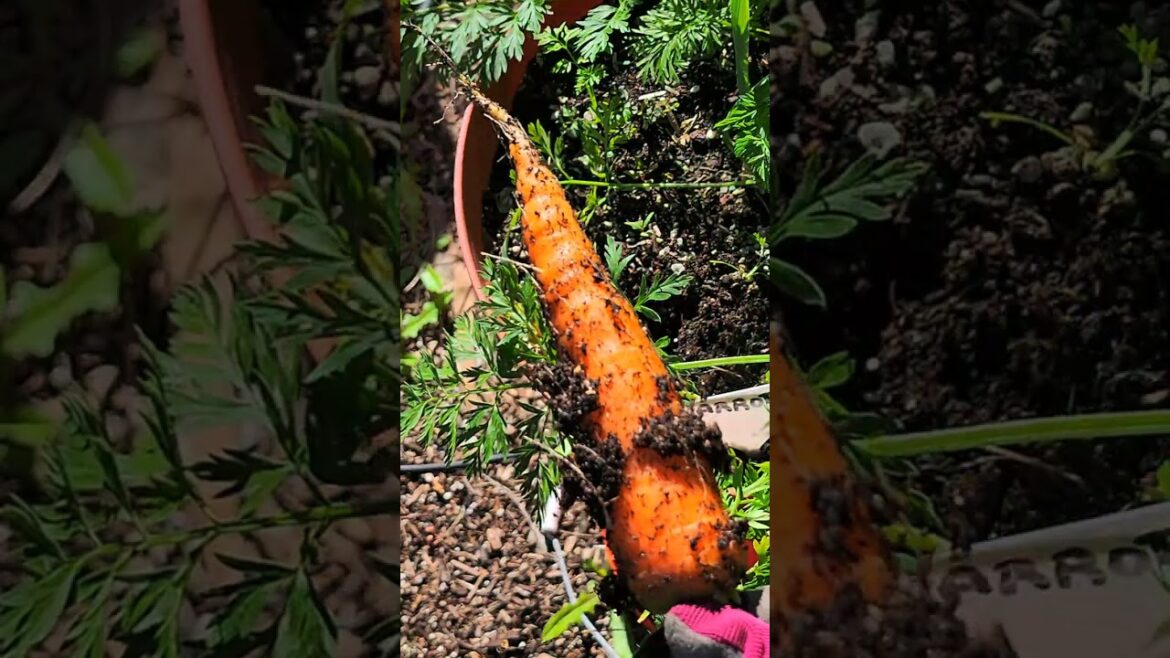 Winter Container Garden: Harvesting Scarlett Nantes Carrots #shorts #gardening