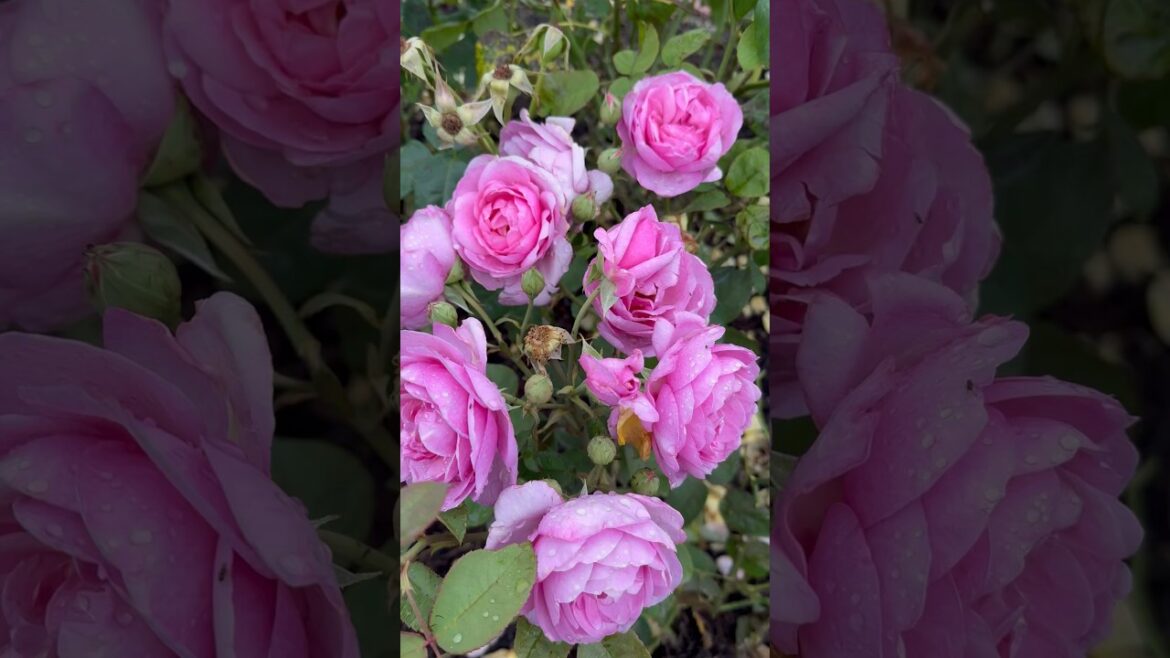 rose garden 🥀🍃🥀#rose #garden #trending #trend #viral #yt #youtubeshorts #youtube #nature