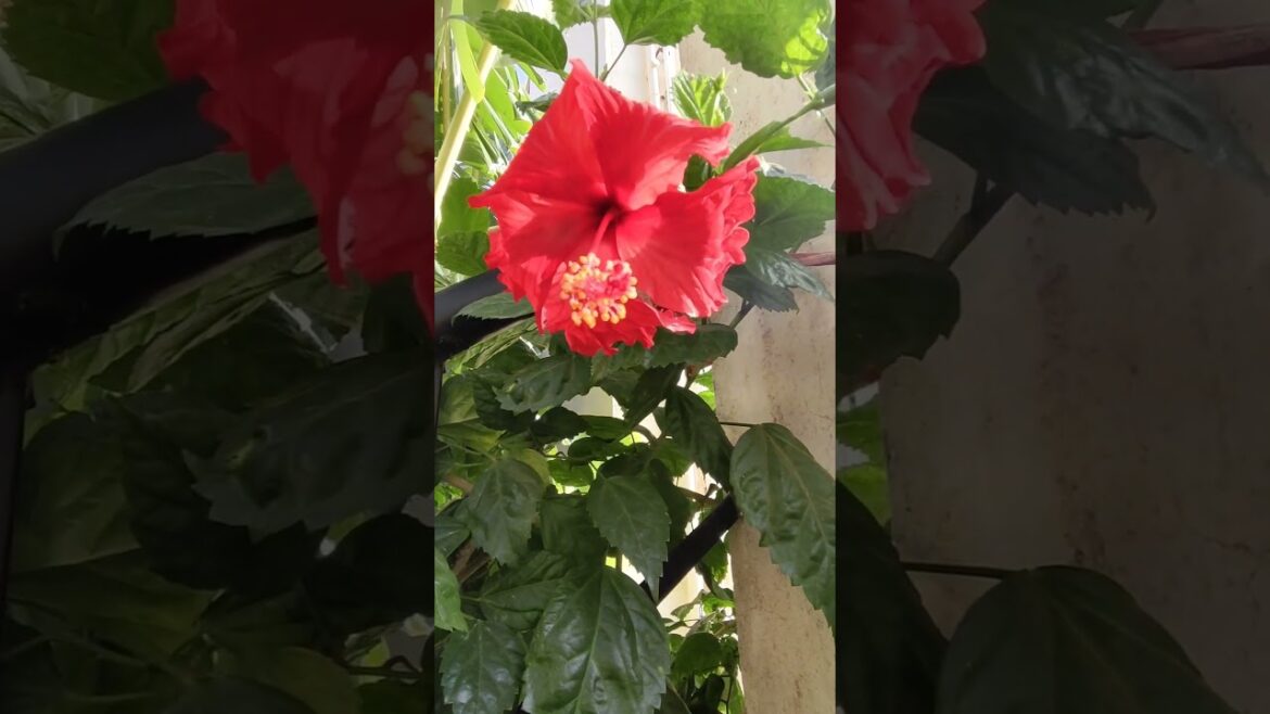 Blissful Hibiscus 🌺 #gardening #hibiscus #garden #gardentips #gardenscapes #gardentour