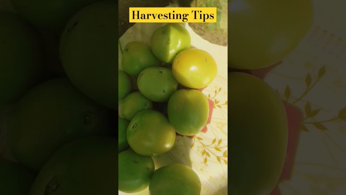 Don’t Miss End#gardening #garden #organic #gardeningtips #gardeningideas #greenchilies #organicharve Don't Miss End#gardening #garden #organic #gardeningtips #gardeningideas #greenchilies #organicharve