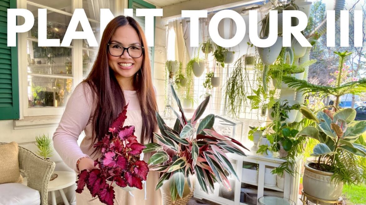 Ultimate Plant Tour Part 3: Porch and Front Yard Oasis – Huperzias, Hoyas, Succulents, and Cacti! πΏβ¨ Ultimate Plant Tour Part 3: Porch and Front Yard Oasis - Huperzias, Hoyas, Succulents, and Cacti! πΏβ¨