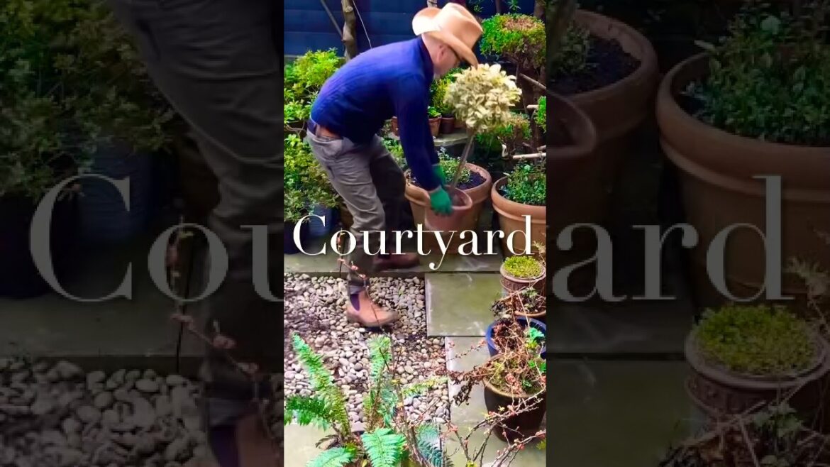 Arranging pots in the Courtyard garden #containergardening  #springgardening  #backyardgardening