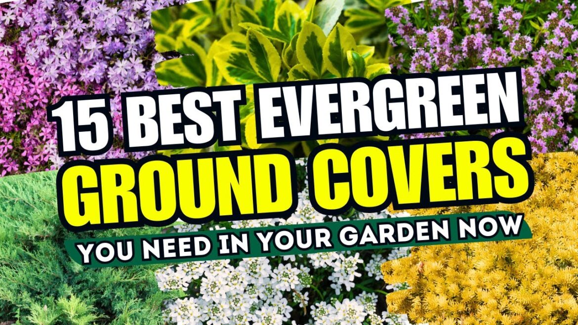 ππΏ NO MORE BARE SPOTS! Top 15 BEST Evergreen Ground Cover Plants You NEED in Your Garden Now! π±π ππΏ NO MORE BARE SPOTS! Top 15 BEST Evergreen Ground Cover Plants You NEED in Your Garden Now! π±π
