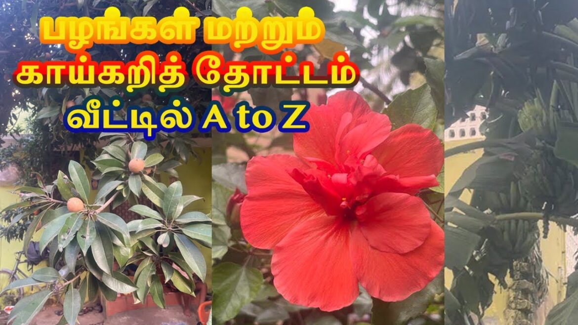 வீட்டில் ஒரு அற்புதமான கொல்லைப்புற தோட்டத்தை ஆராய்வோம் |