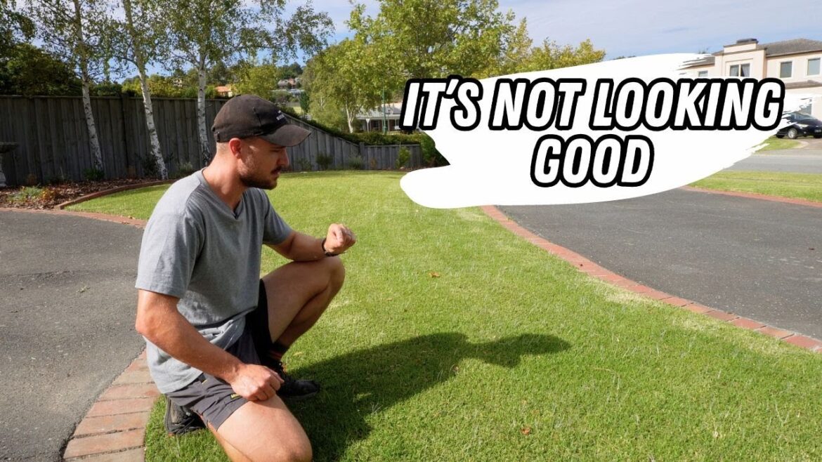 How I’m fixing my soil pH // Improving my patchy front lawn How I'm fixing my soil pH // Improving my patchy front lawn