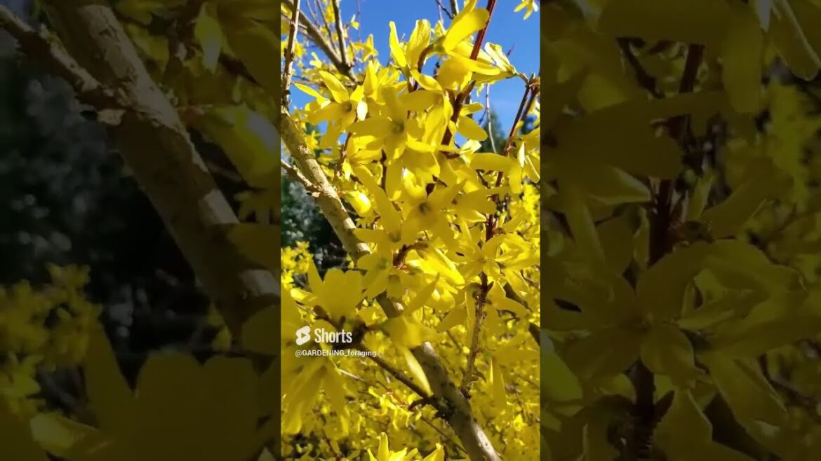 This Landscaping Shrub Is Also Edible And Medicinal! Forsythia Health Benefits