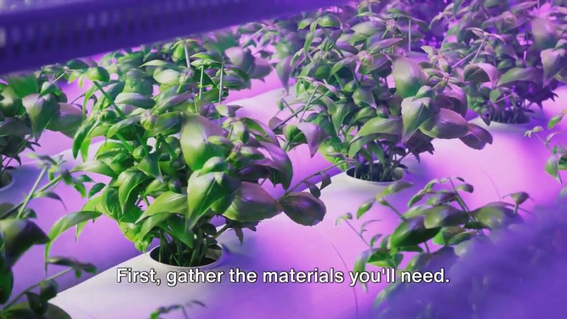 The Basics of Hydroponic Gardening: Growing Without Soil The Basics of Hydroponic Gardening: Growing Without Soil