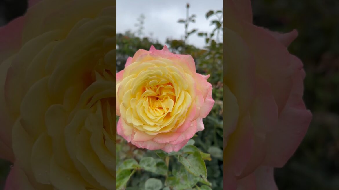 rose garden 🥀🍃🥀#rose #garden #trending #trend #viral #yt #youtubeshorts #youtube #nature