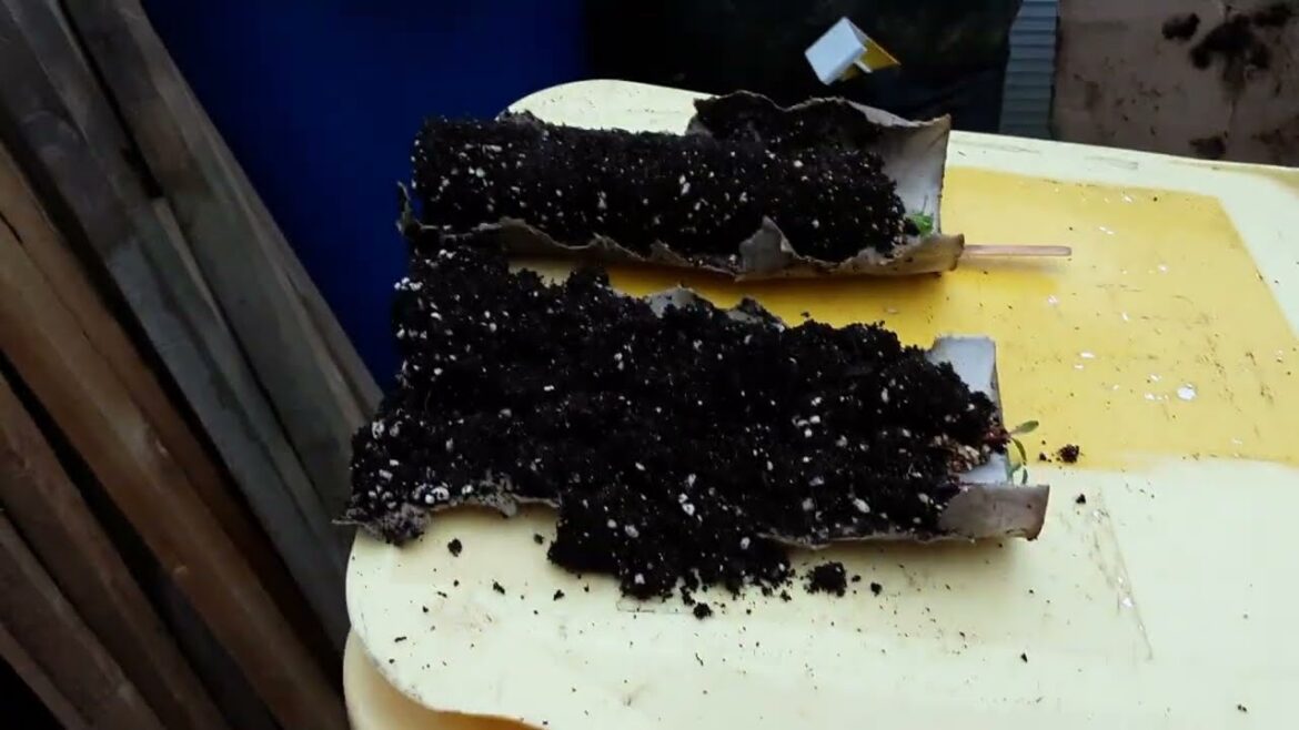 The Real Truth About Vegetable Tap Roots & The Reveal ๐ฅ Planting The Long Roots For Malvern The Real Truth About Vegetable Tap Roots & The Reveal ๐ฅ Planting The Long Roots For Malvern