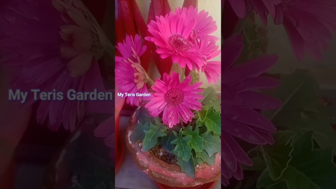 My teres Garden# Garden care #Shorts# Gardening tips # short video viral kaise kare # pk rose garden My teres Garden# Garden care #Shorts# Gardening tips # short video viral kaise kare # pk rose garden