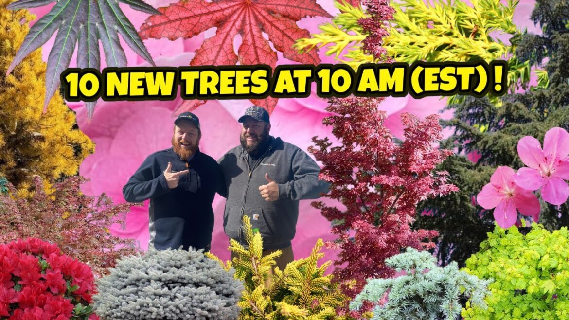 Crazy Kool 10 New Trees at 10AM(EST) | Japanese Maples & Conifers For Home Garden Decor | MrMaple