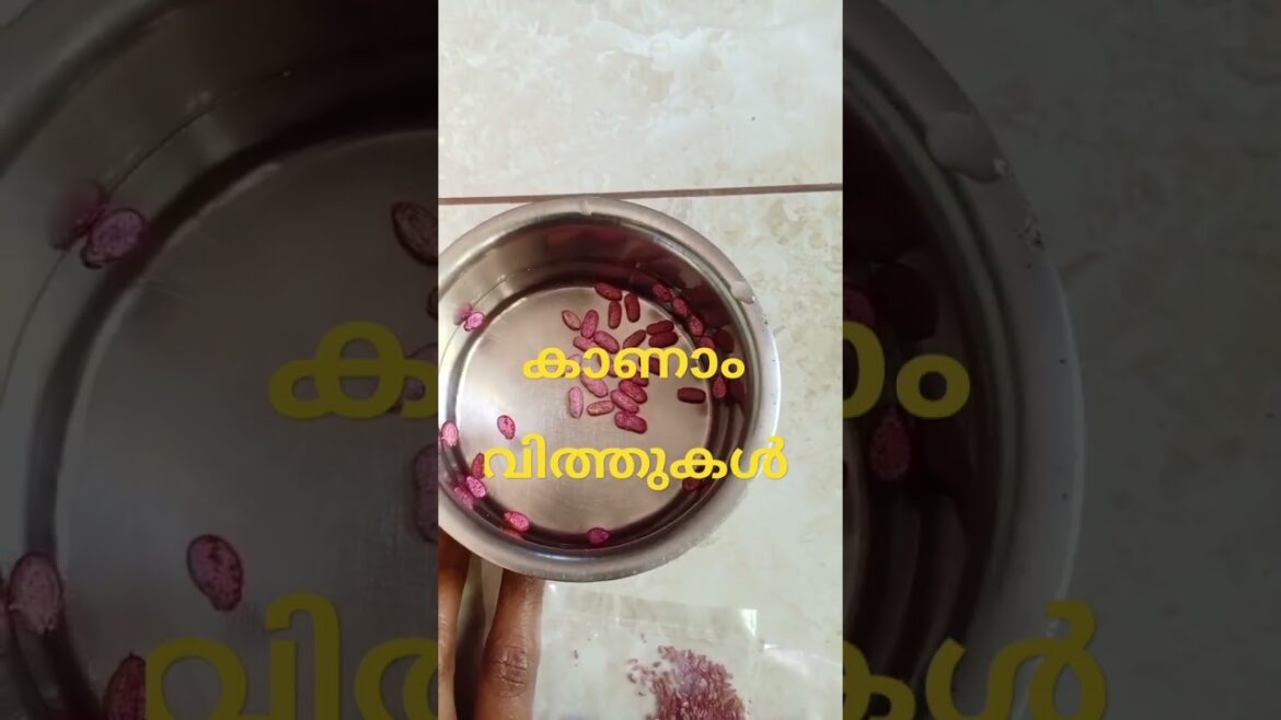 ഒരിറ്റു ജീവനുവേണ്ടി...🫣 🌶️🥕🥬🌰🥒🍆 #youtube #video #gardening #agriculture