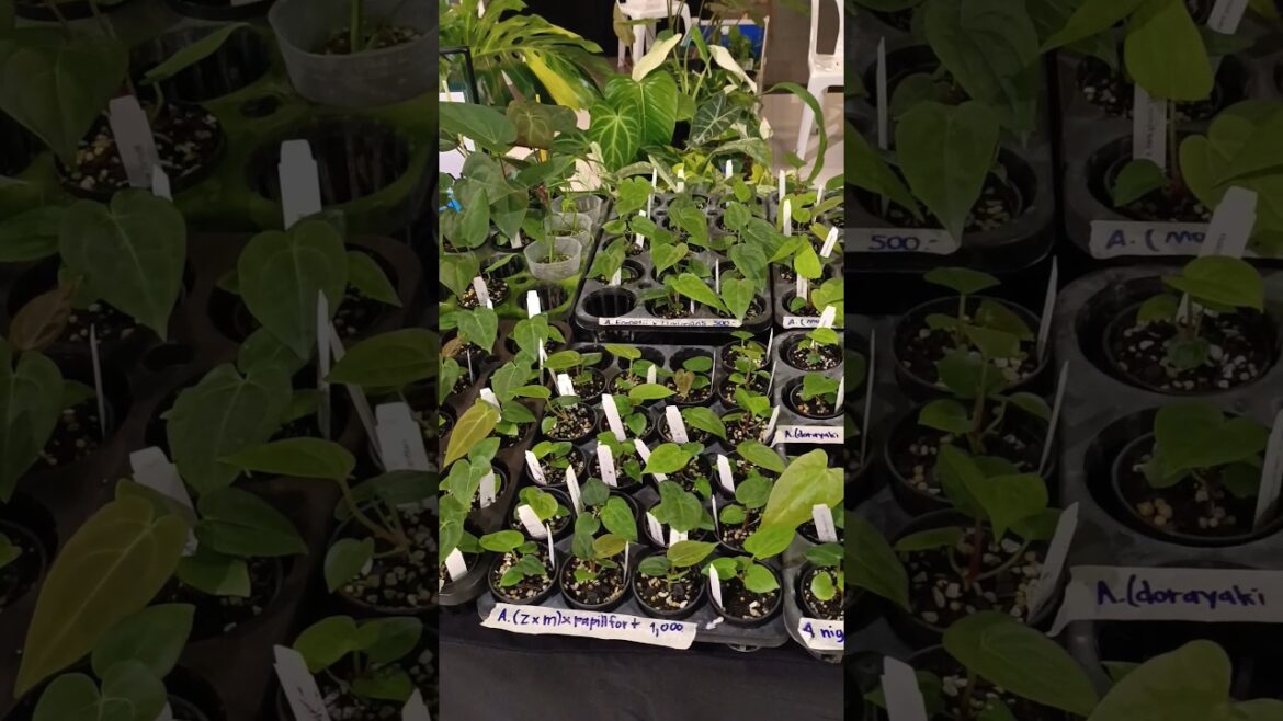 Plant shop #plants #plantmarket #plantshop #garden #gardenideas #gardenscapes #gardentips #gardening