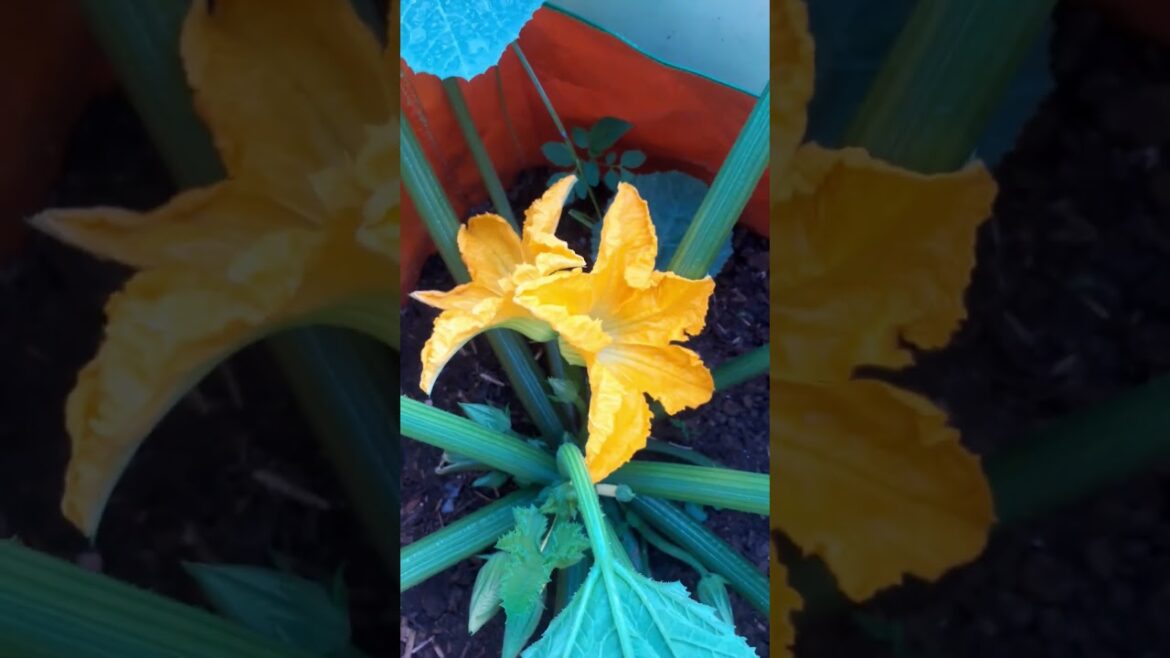 Zucchini Flowering & Fruiting in my Container Garden   #gardening #summervegetable