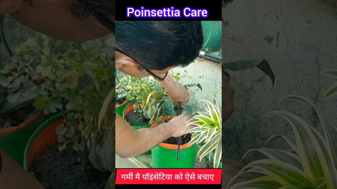 Poinsettia Care Tips #gardeningtips #shots Poinsettia Care Tips #gardeningtips #shots