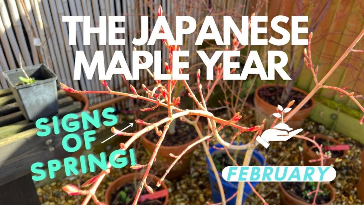 Winter Japanese Maple Gardening Checklist: February - Signs of spring!