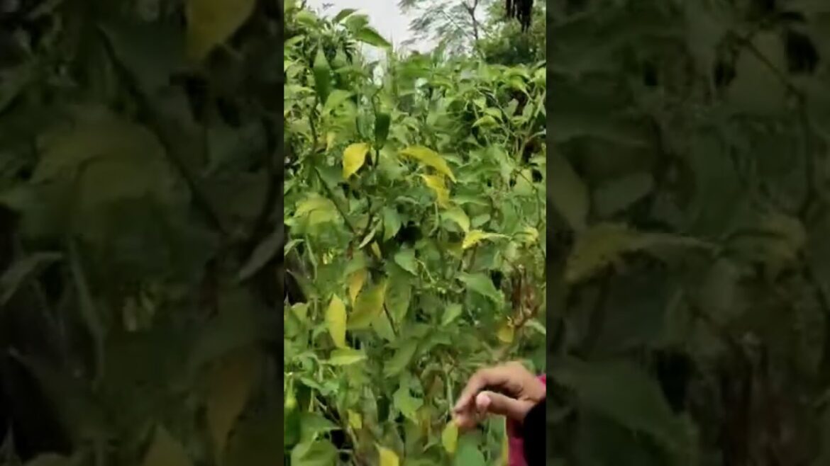 my village #village #villagelife #villagevlog #trending #dance #cutebabystyle #shortvideo #funny