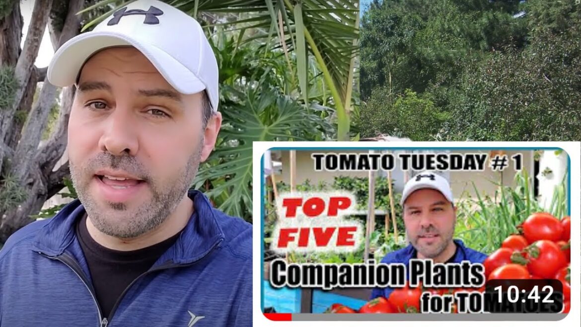 Beginner Gardener Reacts to Next Level Gardening | 5 Best Companion Plants for Tomatoes Beginner Gardener Reacts to Next Level Gardening | 5 Best Companion Plants for Tomatoes