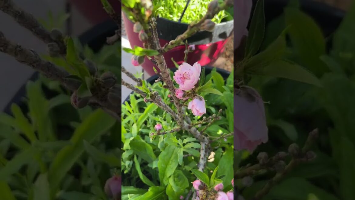 Container Garden – Bonanza Dwarf Peach Tree Container Garden - Bonanza Dwarf Peach Tree