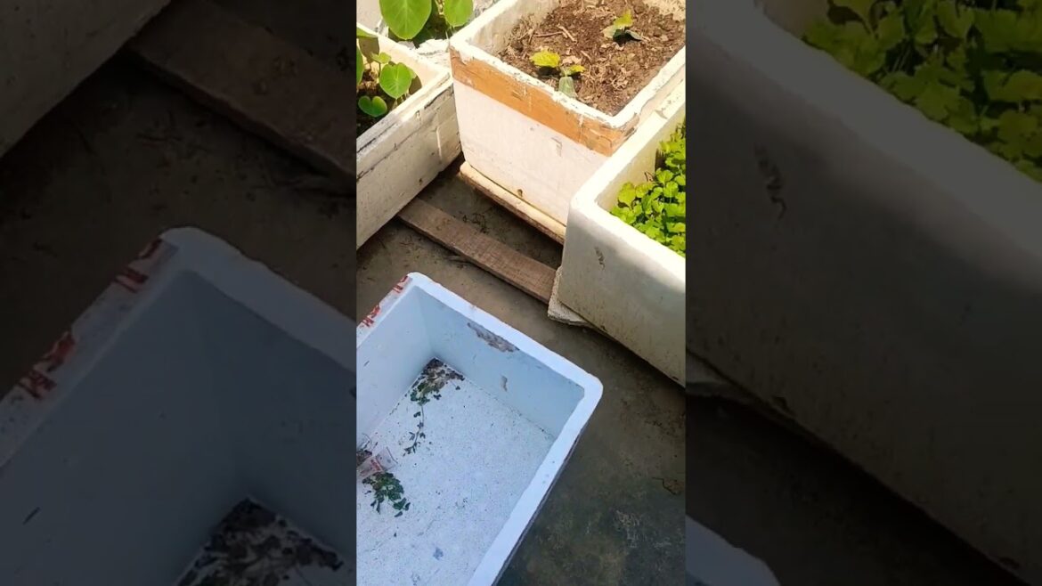 thermocol थर्माकोल बॉक्स कहां से खरीदें #gardening #shortsvideo #viral #thermocolbox thermocol थर्माकोल बॉक्स कहां से खरीदें #gardening #shortsvideo #viral #thermocolbox