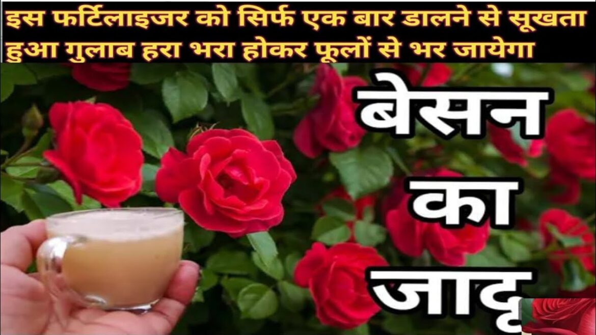 Rose Plant Growing Tips||Rose Plant Care||Rose Plant Homemade Fertilizer #gardening #rose