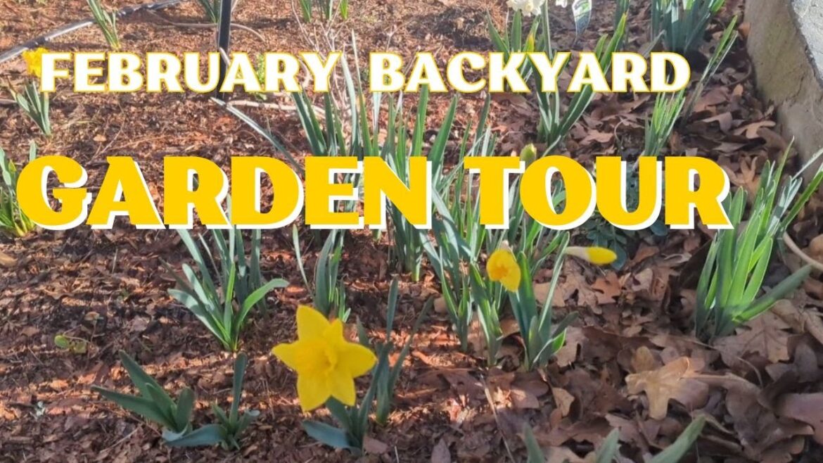February 2024 Backyard Garden Tour! Daffs, Tulips, Candy Corn Spirea, OH MY! #northtexas #zone8a
