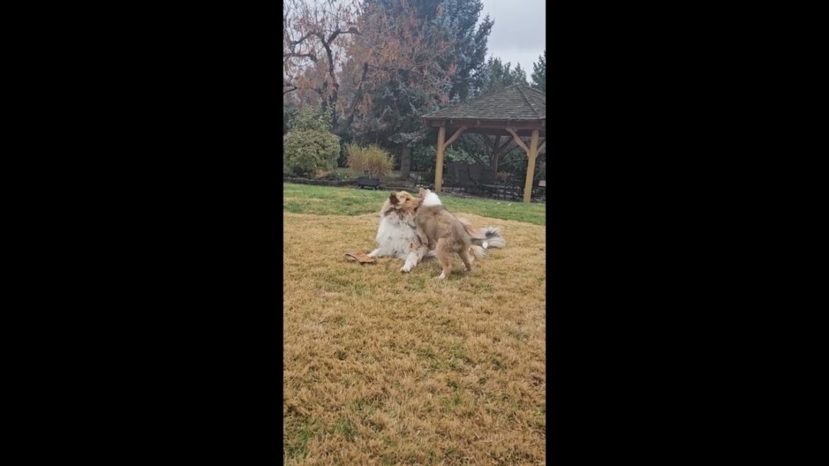 NEW PUPPY! Introducing our rough collie puppy Herschel #shorts #puppies #funnydogs #gardening NEW PUPPY! Introducing our rough collie puppy Herschel #shorts #puppies #funnydogs #gardening