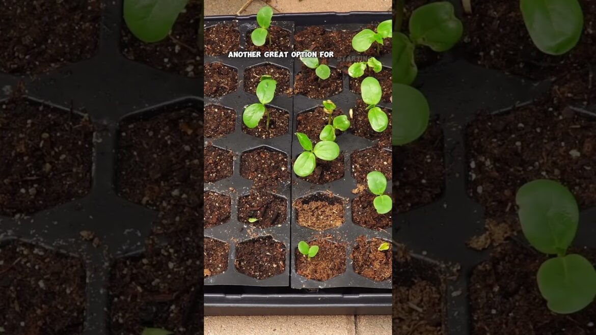 Seed Starting Masterclass: Episode 1 - The Basics 🌱📚 #Shorts