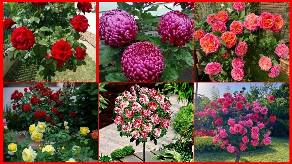 Most popular Front Yard Landscaping #FashionArrange #LANDSCAPING