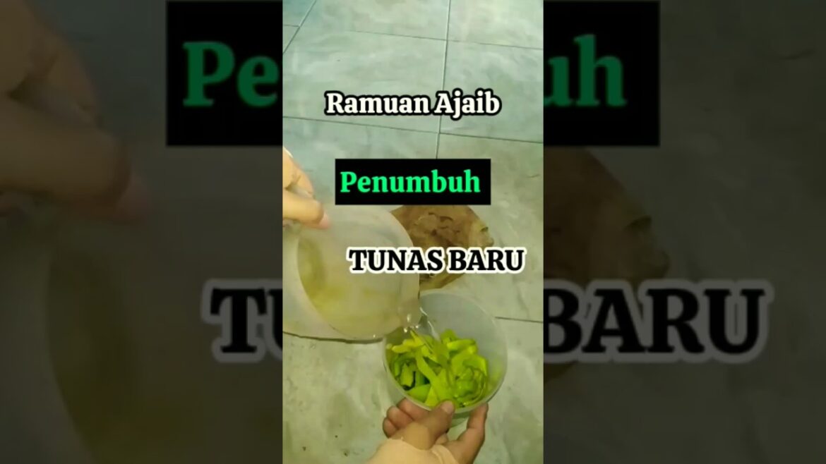 Ramuan Ajaib,Penumbuh tunas baru || Bunga Anggrek. #tanamanhias #gardener #farming #flower Ramuan Ajaib,Penumbuh tunas baru || Bunga Anggrek. #tanamanhias #gardener #farming #flower