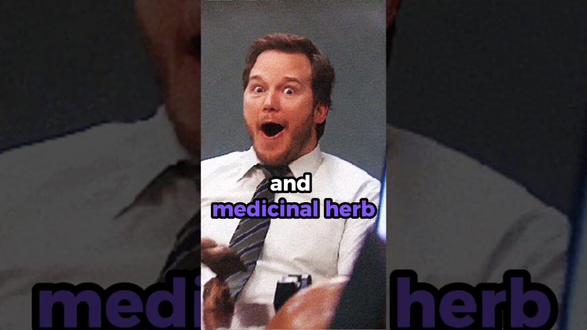 🌻 Dandelion: Prolific Weed and Nutritious Wild Edible!