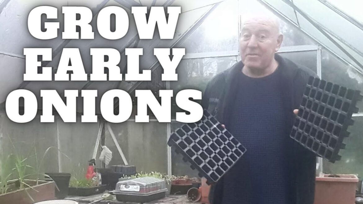 Grow Early Onions [Gardening Allotment UK] [Grow Vegetables At Home ]