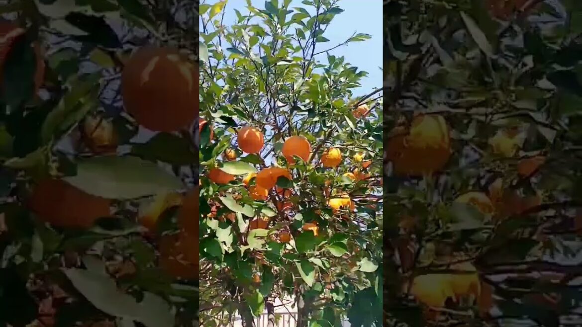 Citrus harvest season!#gardening, #homestead,#gardeningtips Citrus harvest season!#gardening, #homestead,#gardeningtips