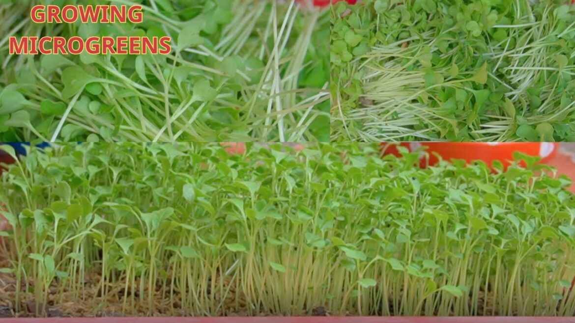 With this method, you will have a garden of sprouted vegetables (Microgreen) to eat all year round With this method, you will have a garden of sprouted vegetables (Microgreen) to eat all year round