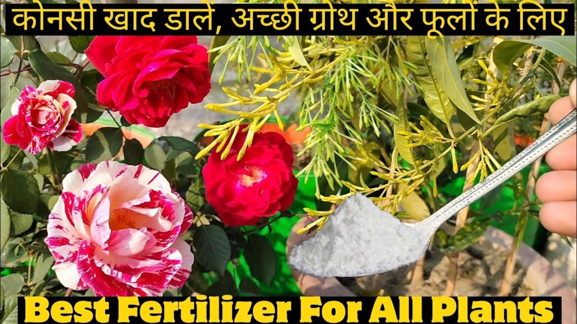 Nursery Secret Fertilizer | Plant Growth Promotor | Best Fertilizer To Get Lots Of Flowers | Hindi Nursery Secret Fertilizer | Plant Growth Promotor | Best Fertilizer To Get Lots Of Flowers | Hindi