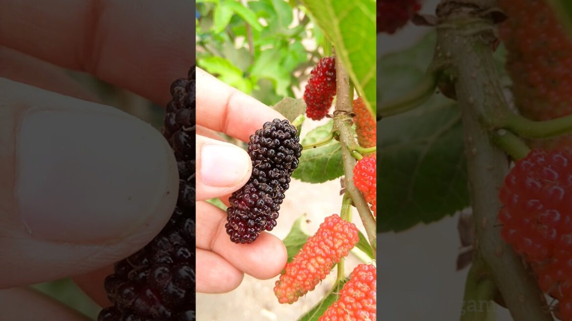 మల్బరీలు Mulberry harvest in terrace garden  #harvesting #agriculture #gardening #shortvideo #shorts