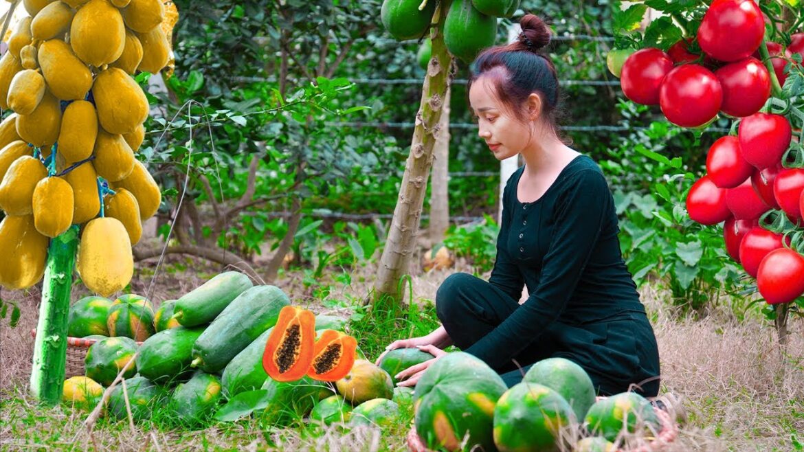 Harvesting Carrot, Papaya, Tomato Garden Goes to market sell - Vegetable Gardening - Girl Farm life