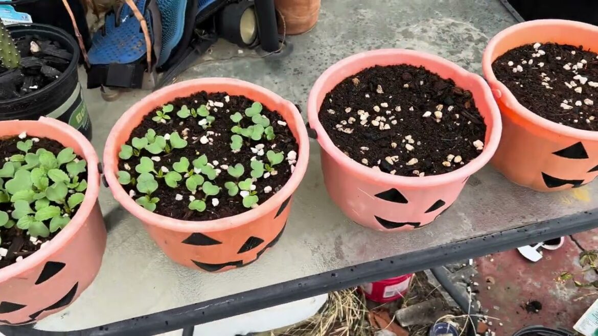 February garden tour in semi small backyard garden February garden tour in semi small backyard garden