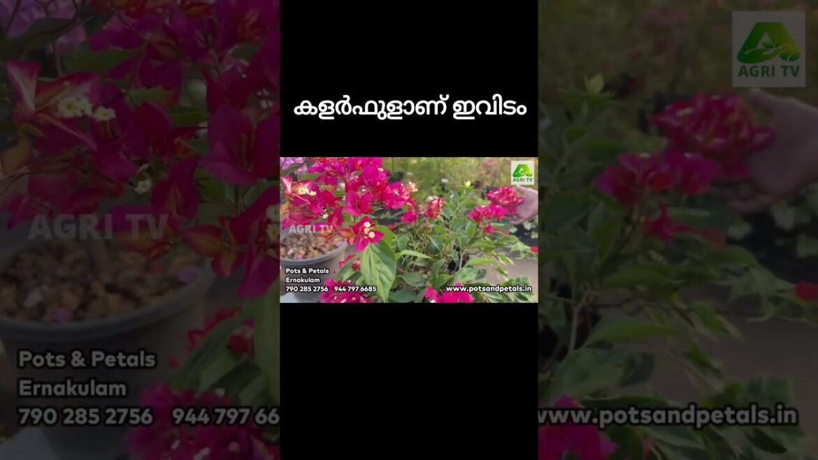 ബോഗൺവില്ല ചെടികളുടെ അപൂർവ്വ കളക്ഷൻ! നാടൻ മുതൽ ഹൈബ്രിഡ് വരെ ഇവിടെ സുലഭം #homegardenideas