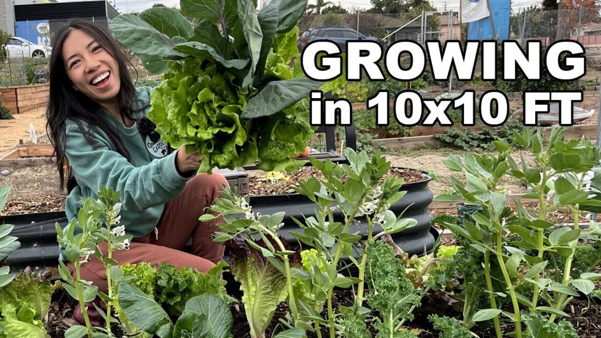 How Much Food Can You Grow In 10x10 FT? (Community Garden Tour)