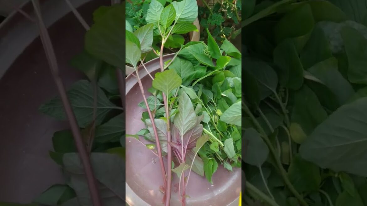 Organic leafy vegetable harvest #shorts