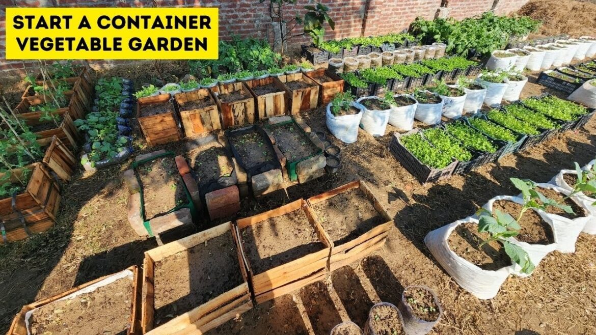 How To Start A Container Vegetable Garden? 4 Important Steps To Start A Container Vegetable Garden How To Start A Container Vegetable Garden? 4 Important Steps To Start A Container Vegetable Garden